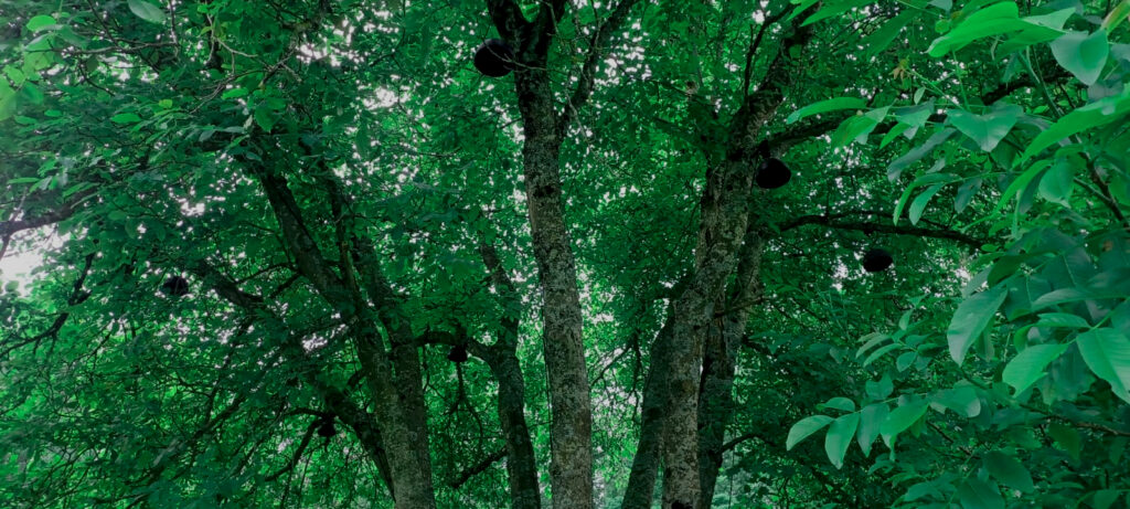 FOND Arbre green IMG-20250607-WA0009